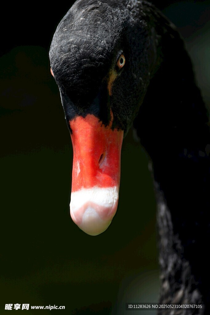 黑天鹅特写