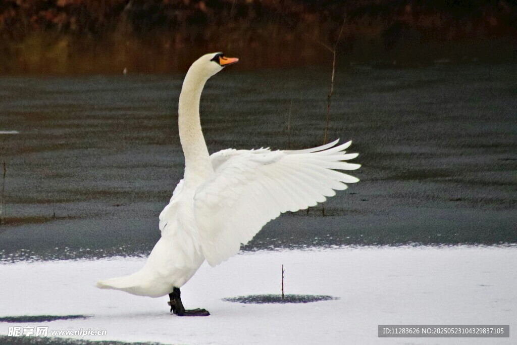 冰上天鹅展翅欲飞