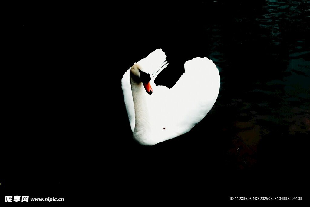 优雅天鹅水中孤影