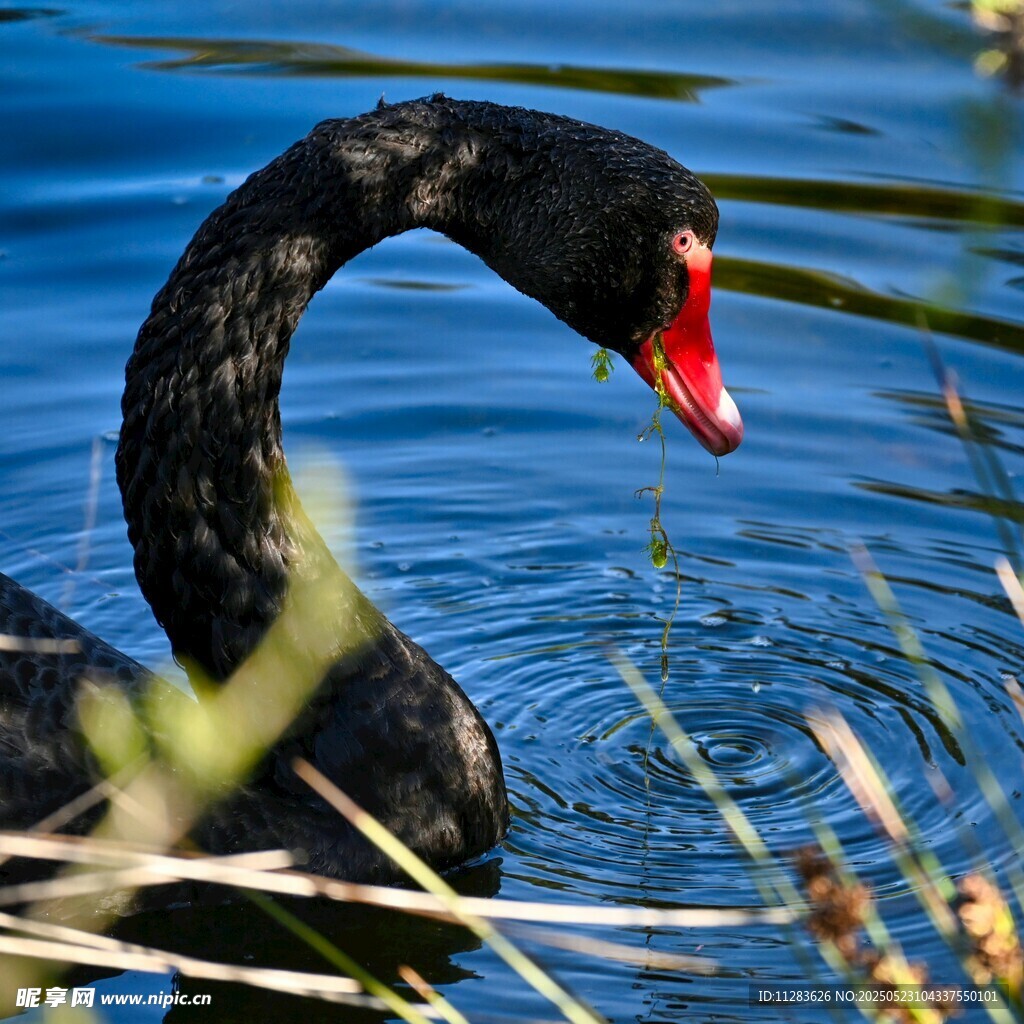 水中黑天鹅优雅觅食