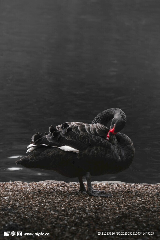 黑天鹅优雅休憩于地面