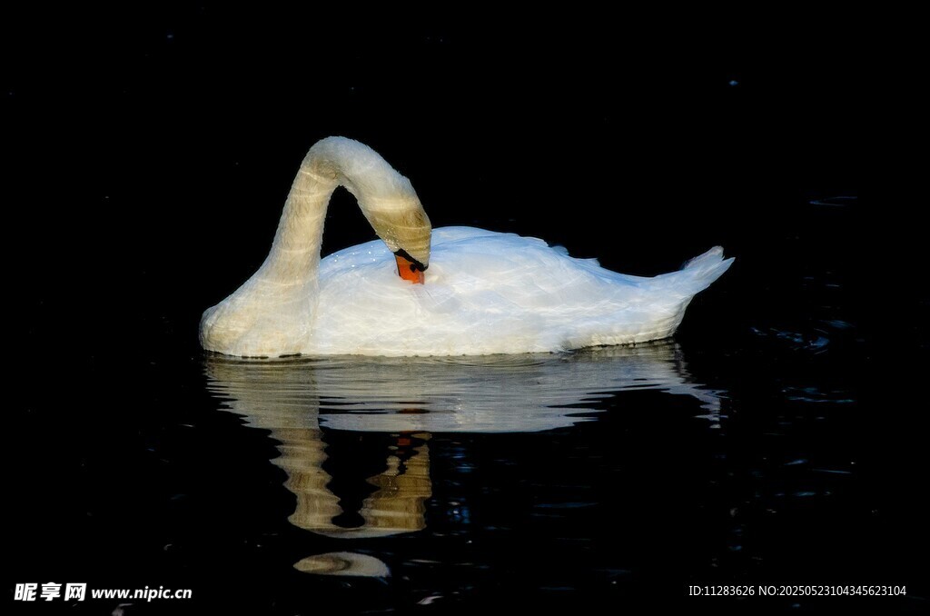 静夜中优雅的天鹅
