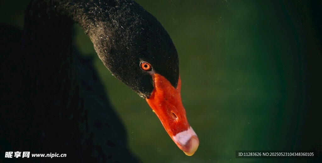 黑天鹅特写