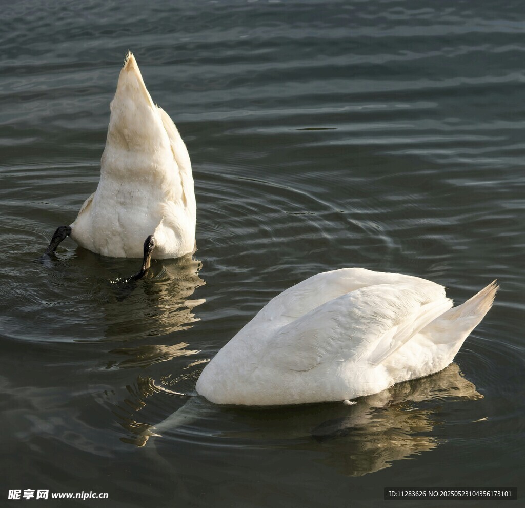 水中双天鹅低头觅食