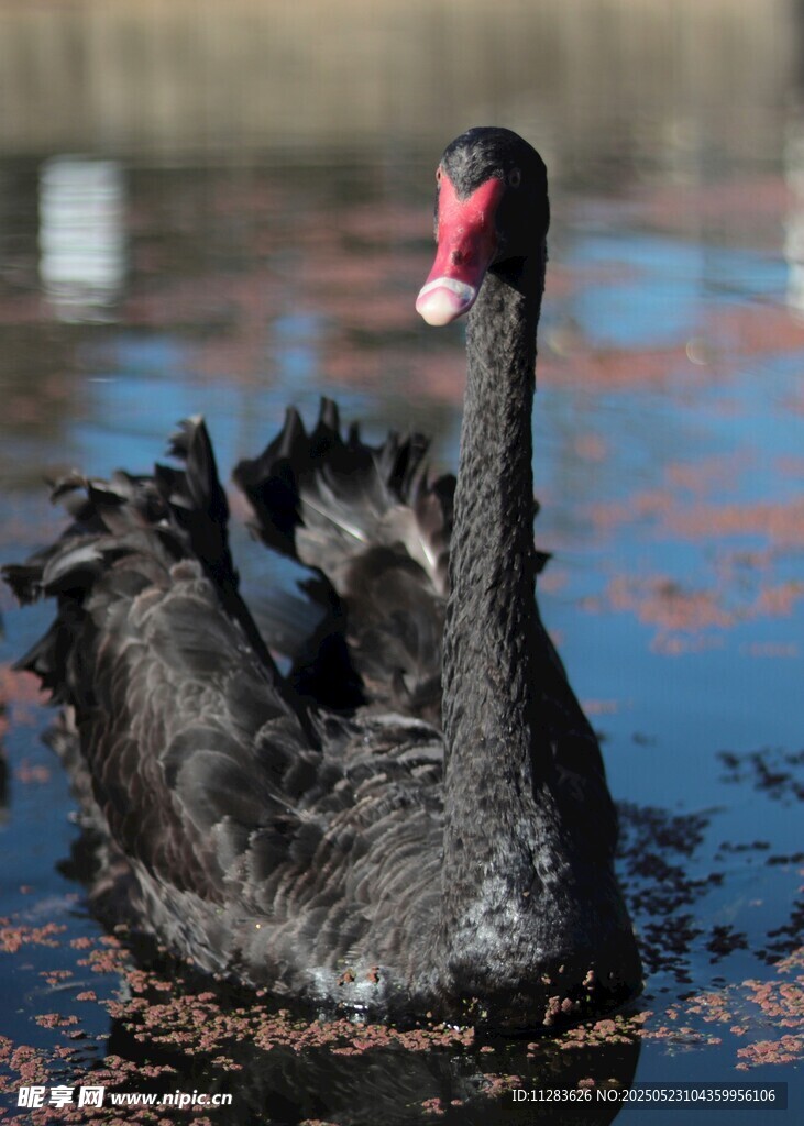 优雅黑天鹅水中展风姿