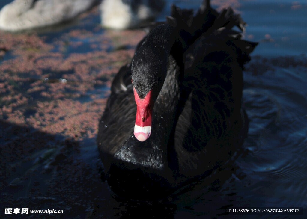 黑天鹅特写