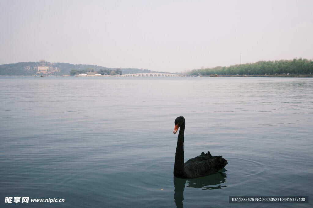 湖面上独自游弋的黑天鹅