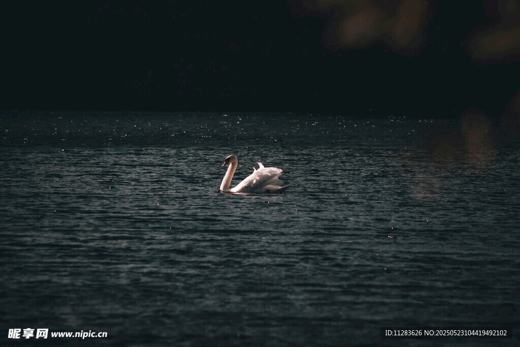 水面上展翅飞翔的白鸟