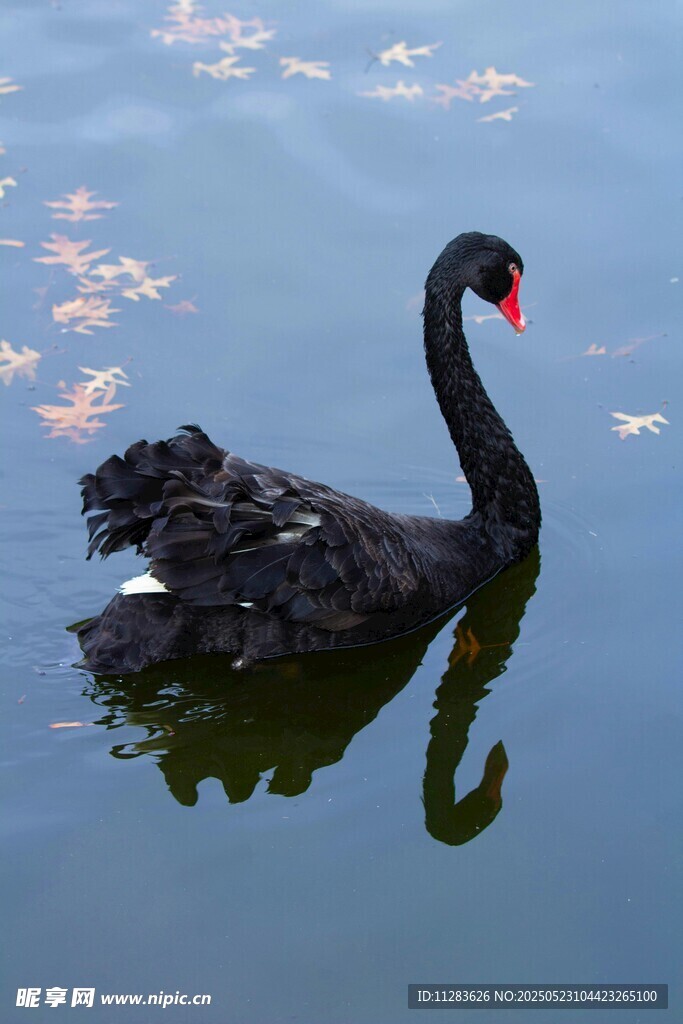 优雅黑天鹅水中悠然游弋