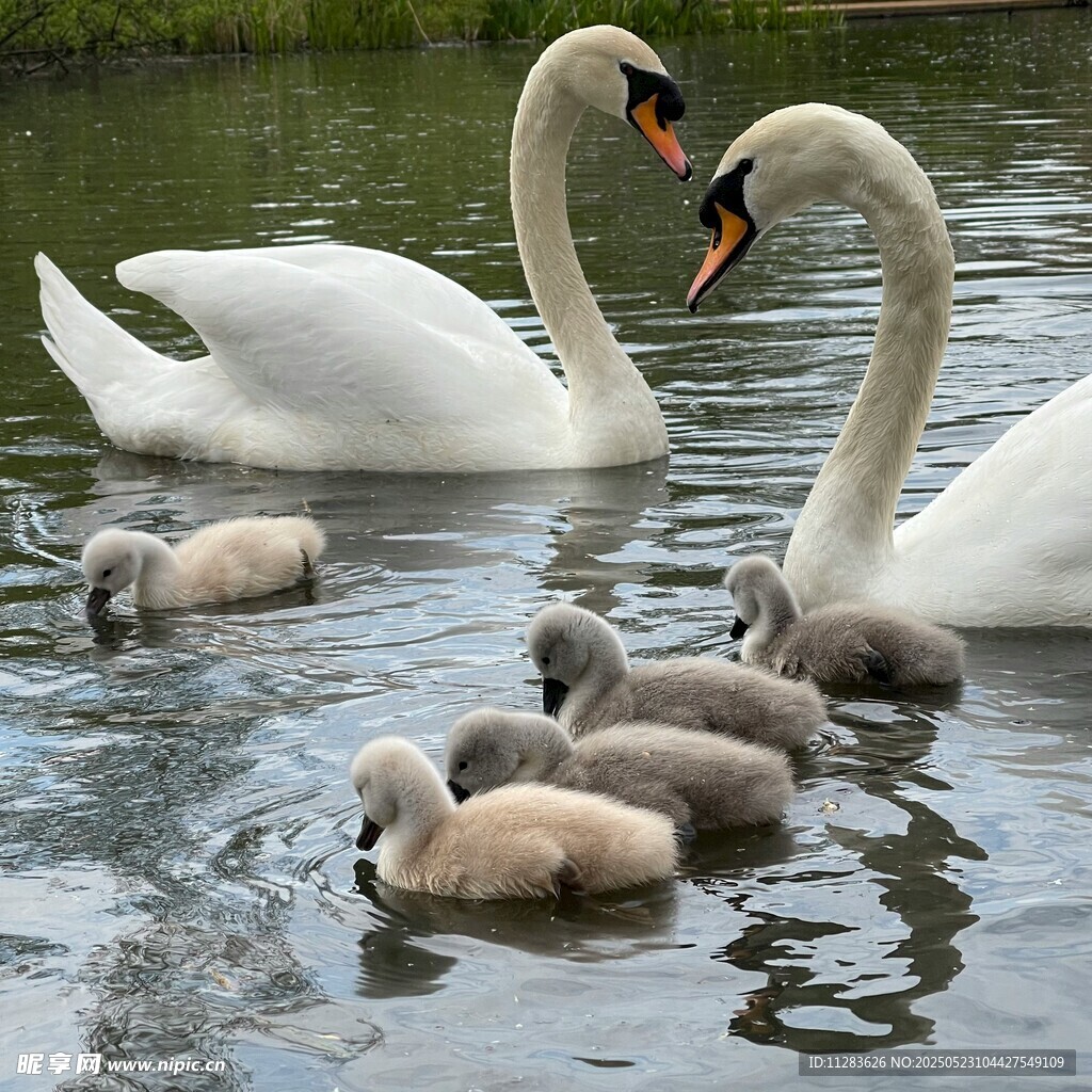 天鹅一家水中嬉戏
