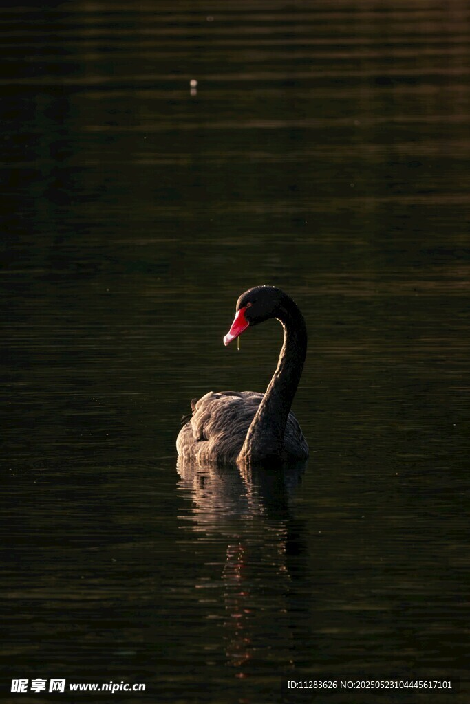水中悠游的黑天鹅