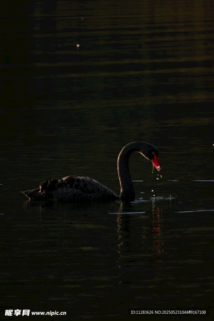 水中黑天鹅优雅游弋