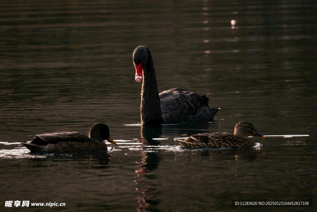 黑天鹅与幼崽水中悠游