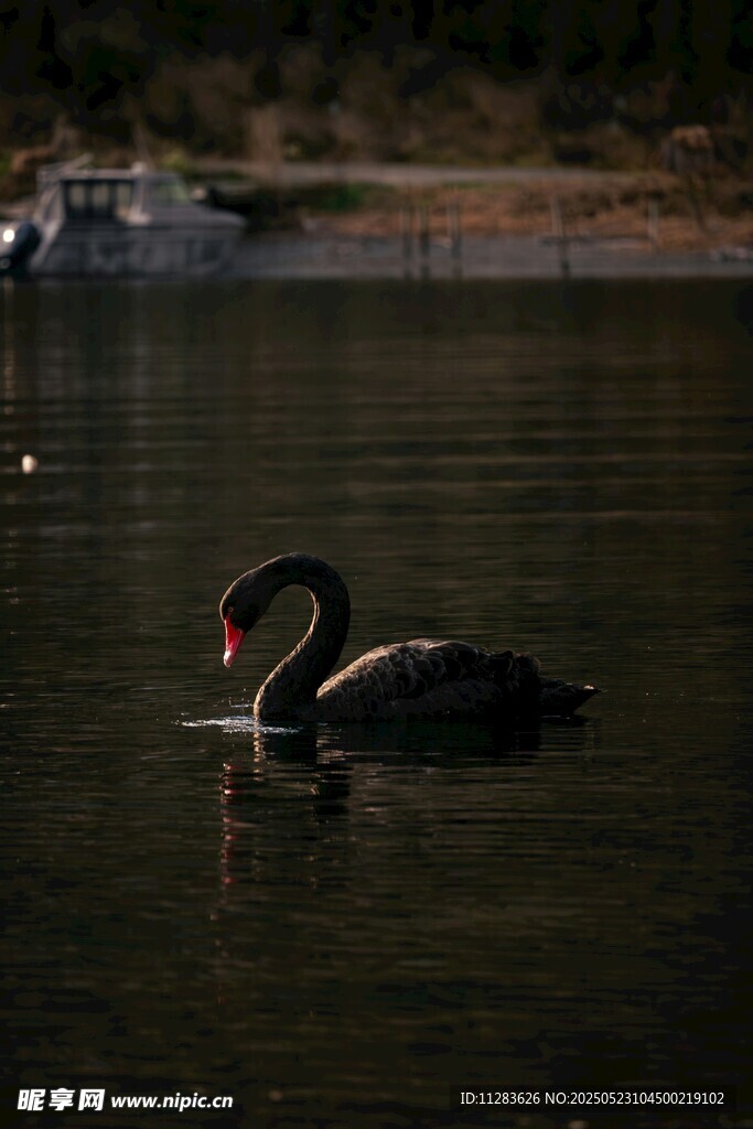 湖面上优雅的黑天鹅