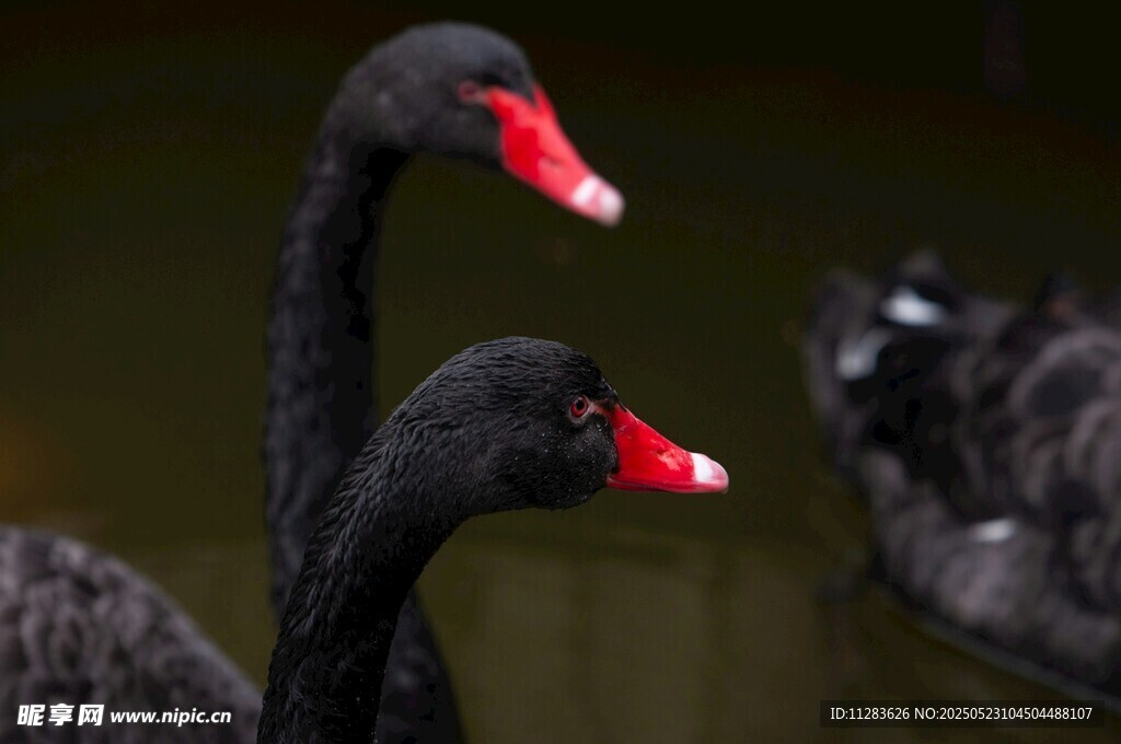 黑天鹅优雅相伴水中游