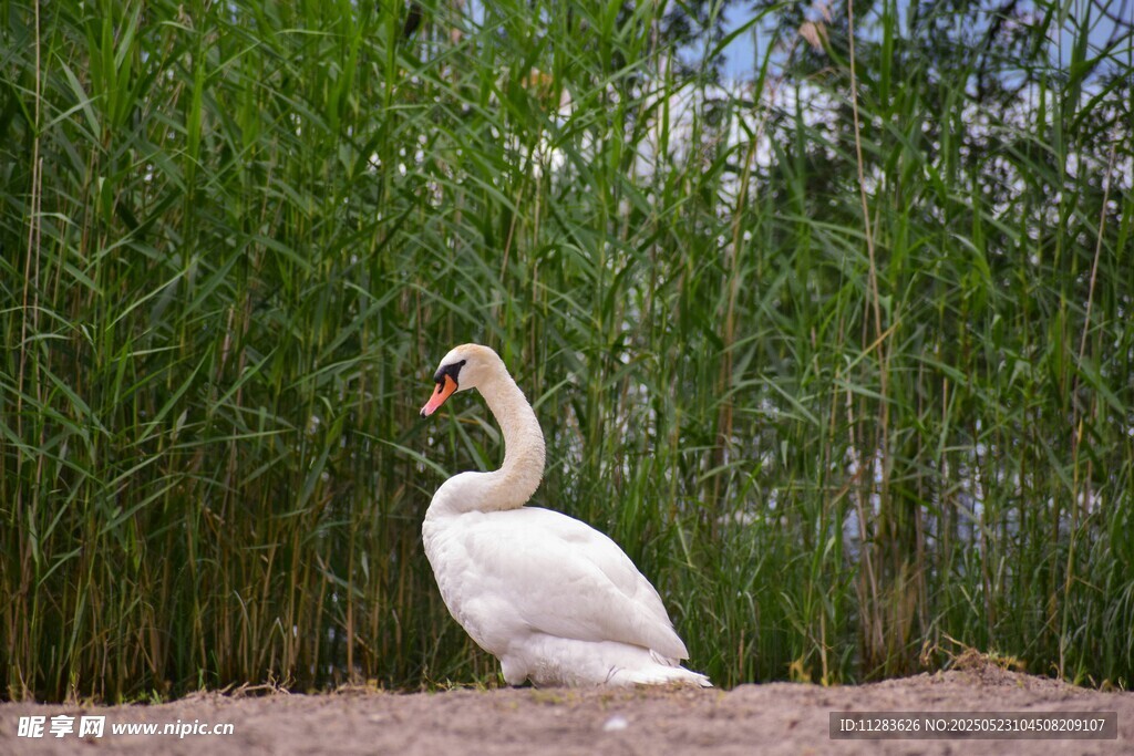 湖畔白鹅静立
