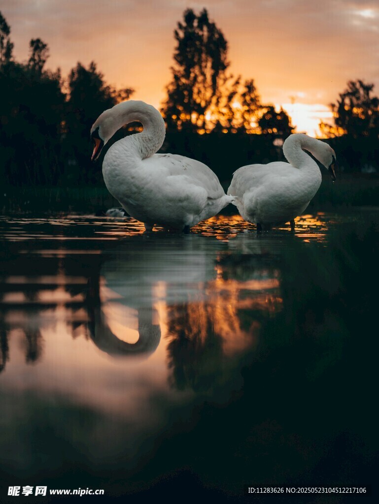 夕阳下水中的天鹅雕塑