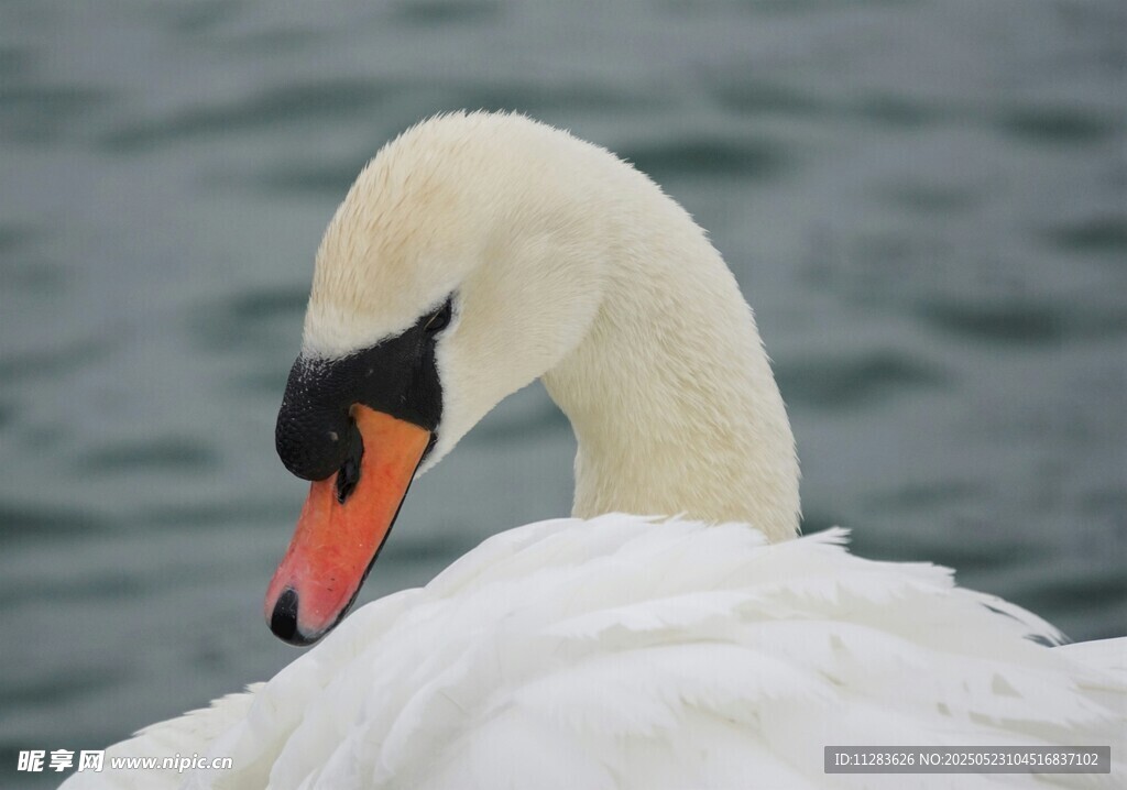 优雅天鹅水中静憩