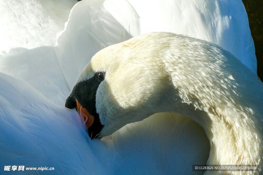 优雅天鹅特写