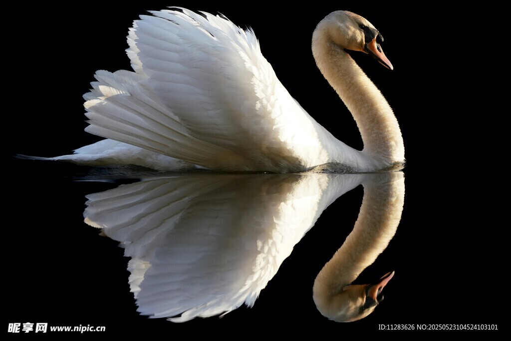 优雅天鹅于水面展美丽身姿