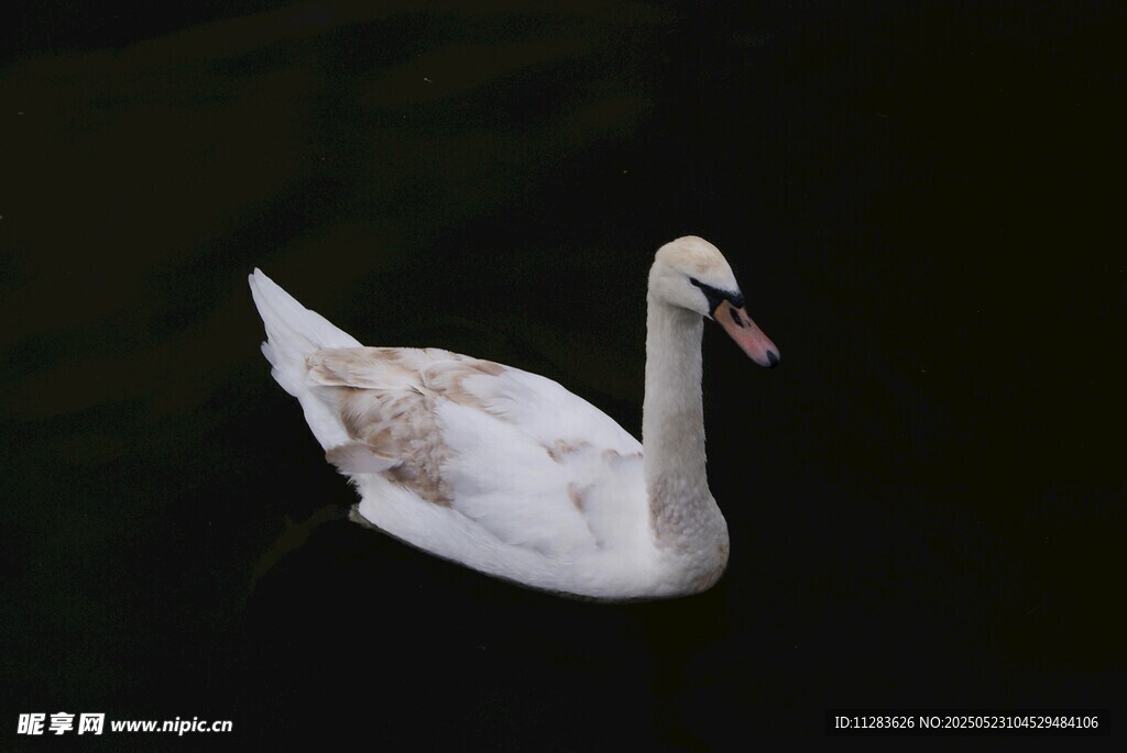 水中优雅的白天鹅