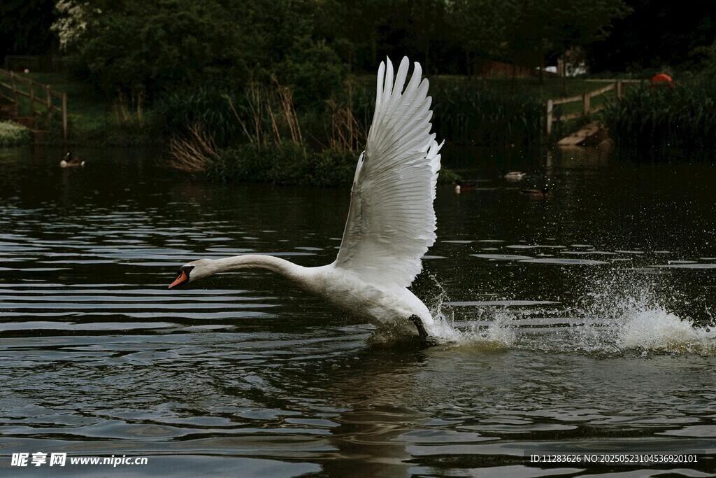 天鹅展翅于水面起飞