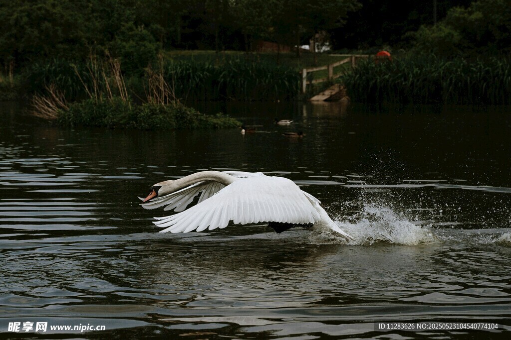 天鹅于湖面振翅欲飞