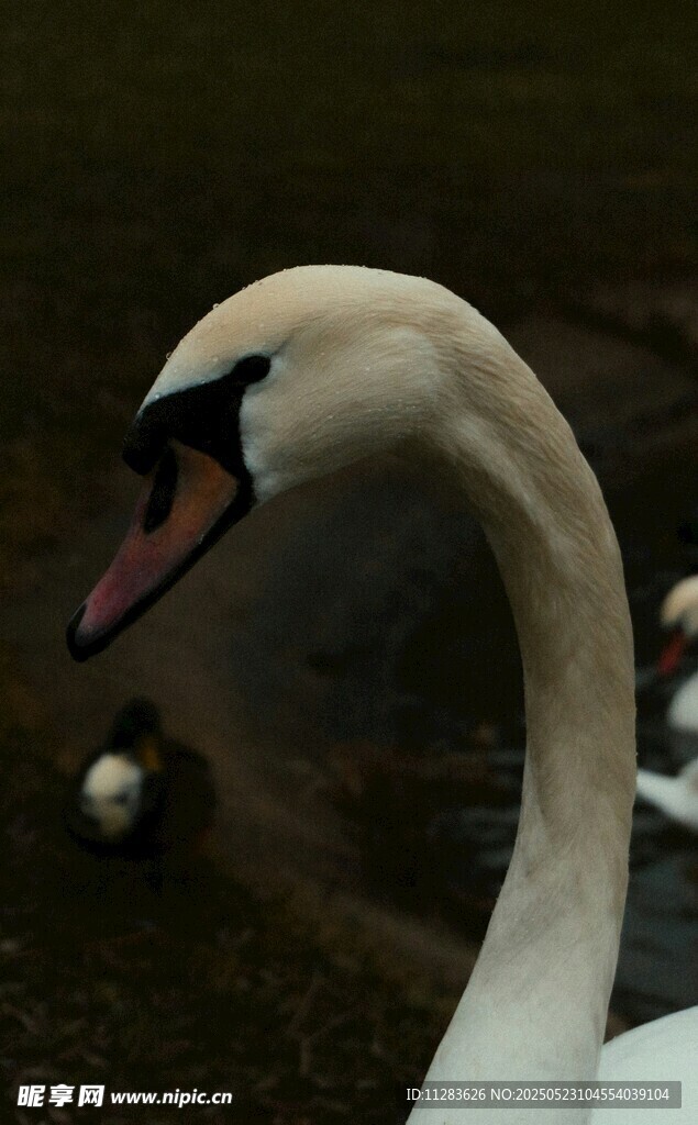 优雅天鹅特写