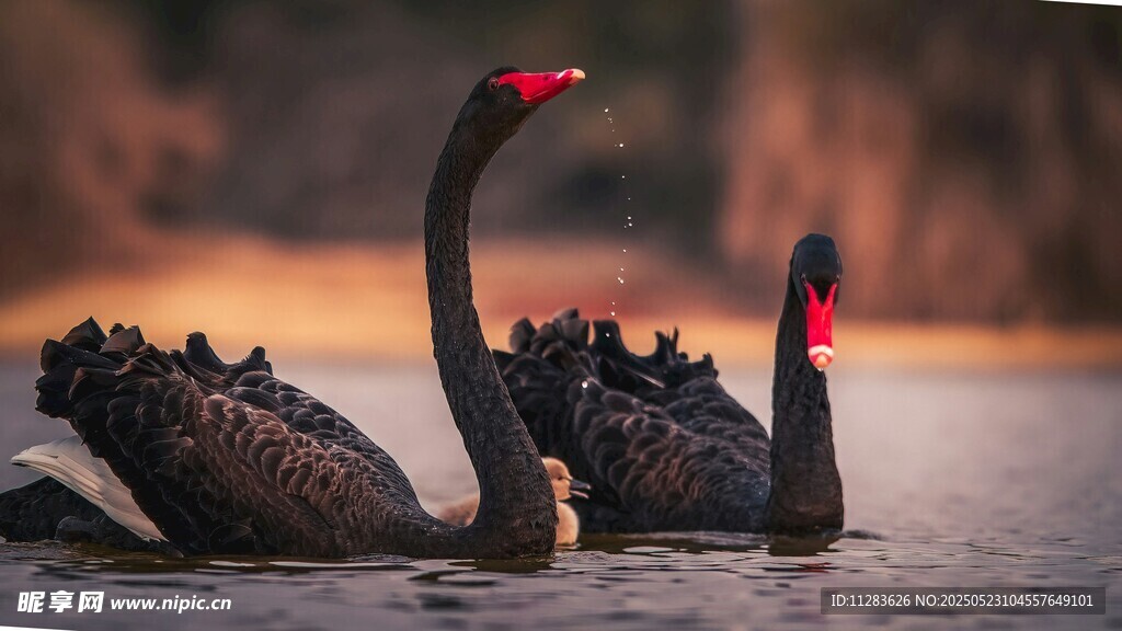 黑天鹅在水面优雅共舞