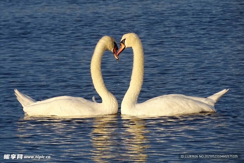天鹅水中相依成爱心形