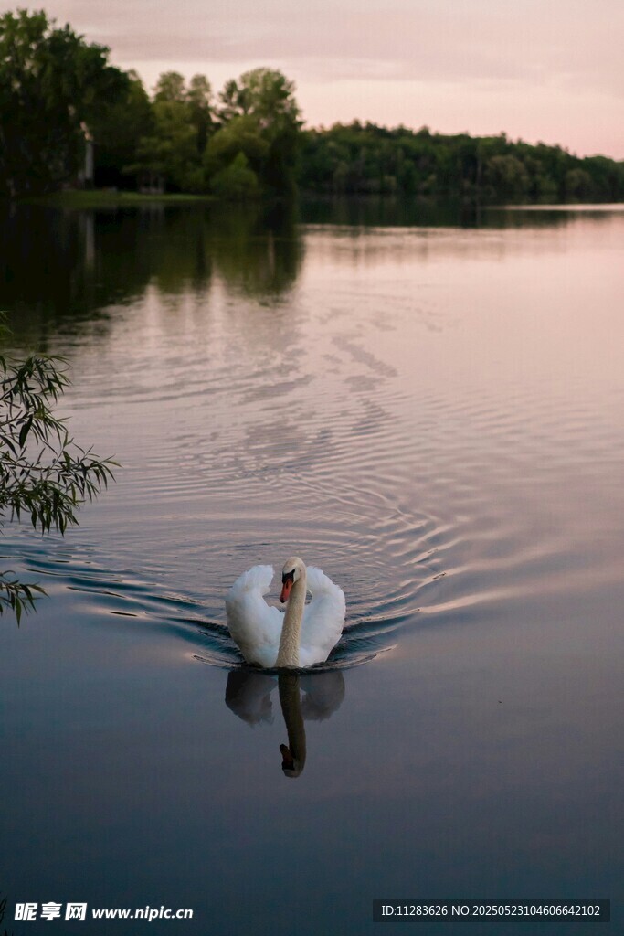 湖畔天鹅悠然游弋