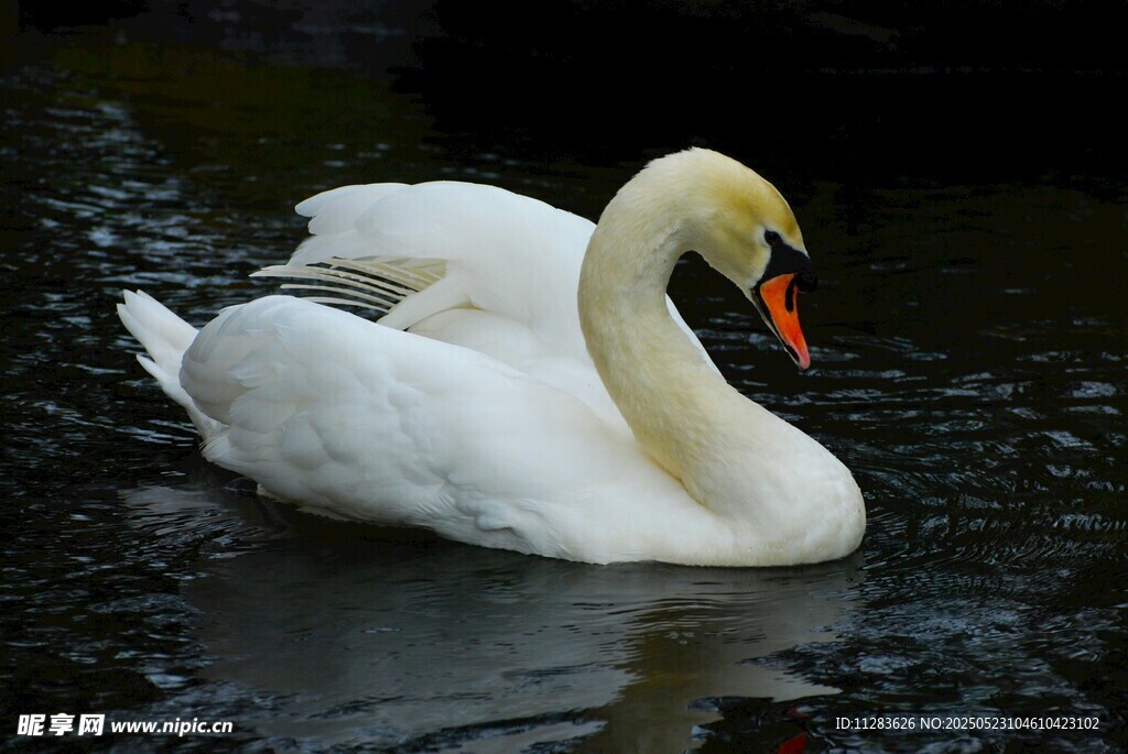 优雅天鹅水中悠然游弋