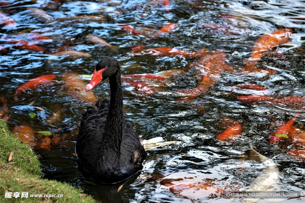 黑天鹅与锦鲤共游池塘