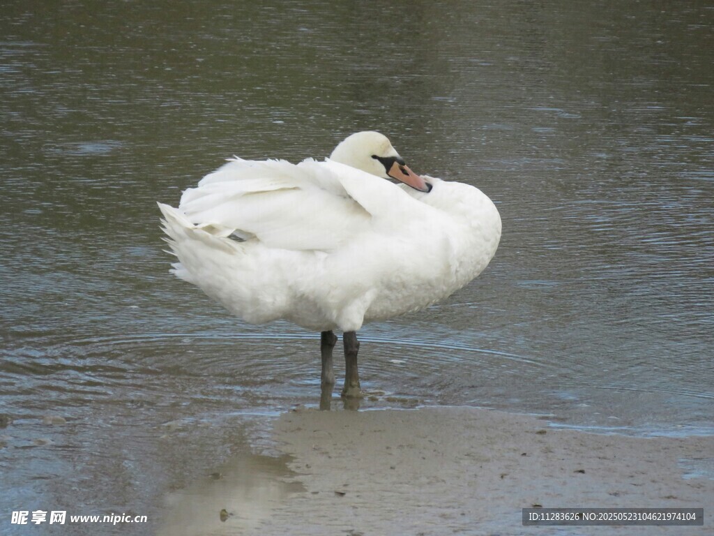 岸边优雅的单腿站立白天鹅