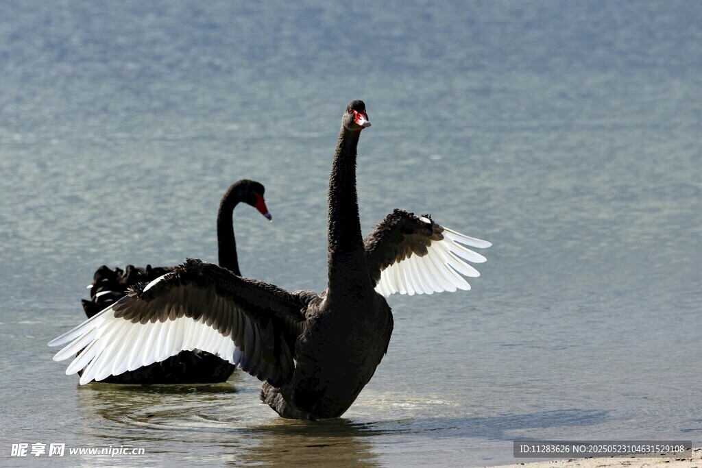 黑天鹅展翅于湖畔