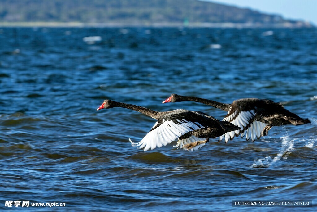 水面上飞翔的几只鸟儿