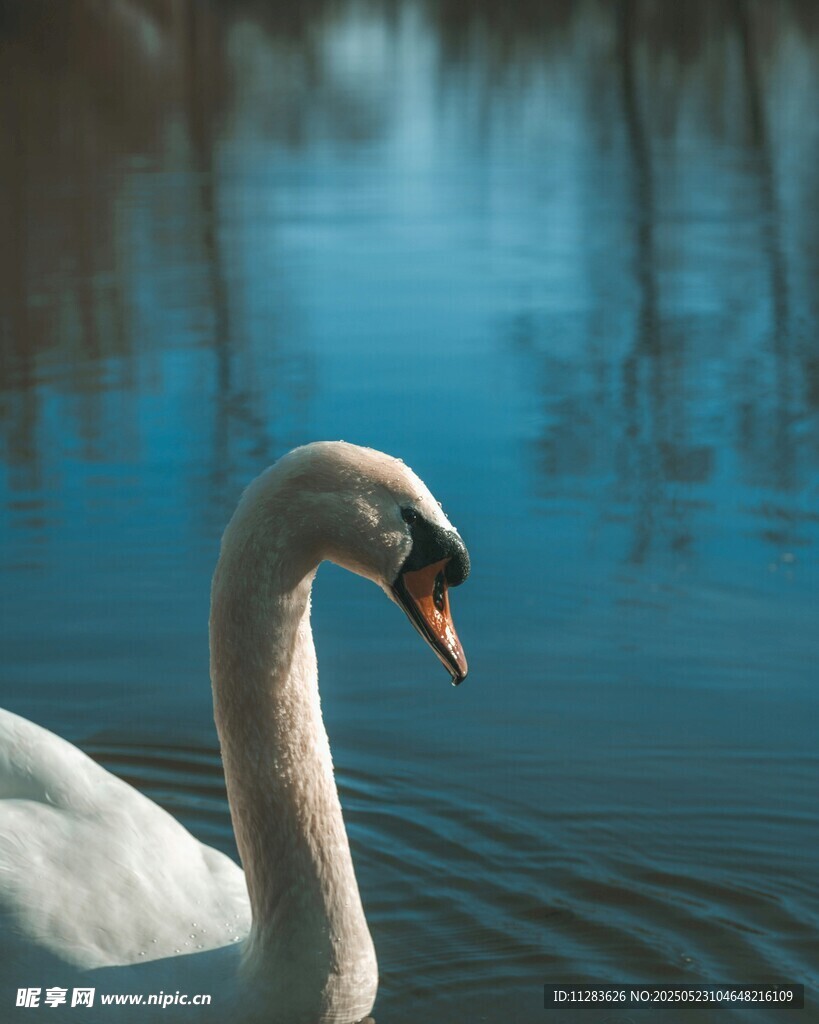 优雅天鹅于湖面悠然游弋
