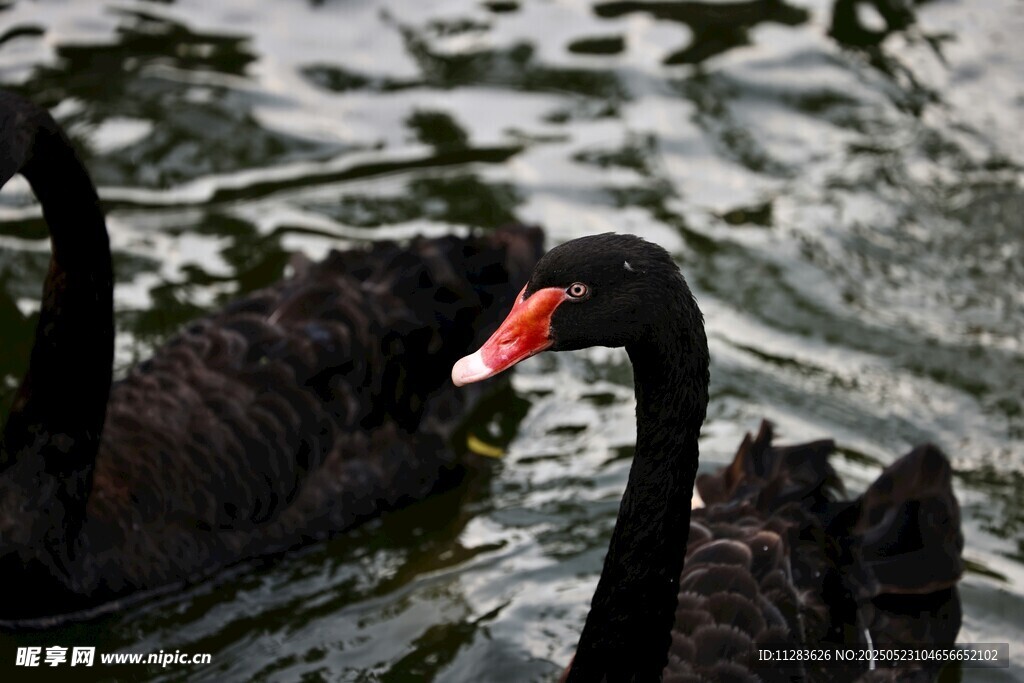 水中黑天鹅亲昵互动