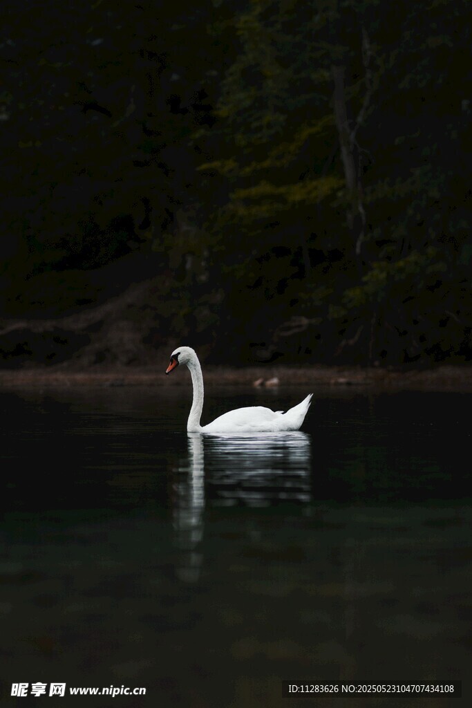 湖中游弋的优雅白天鹅