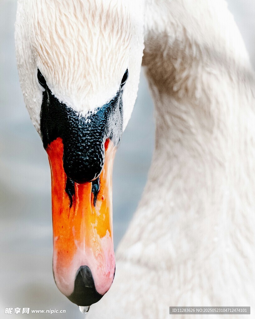 天鹅特写