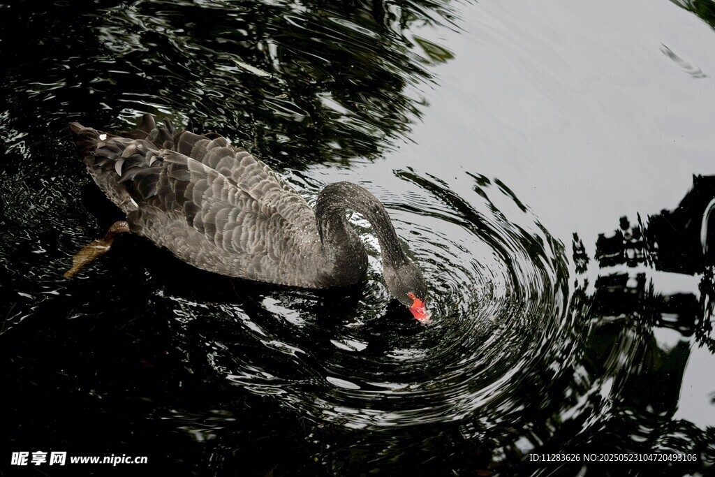 池塘中优雅的灰鹭