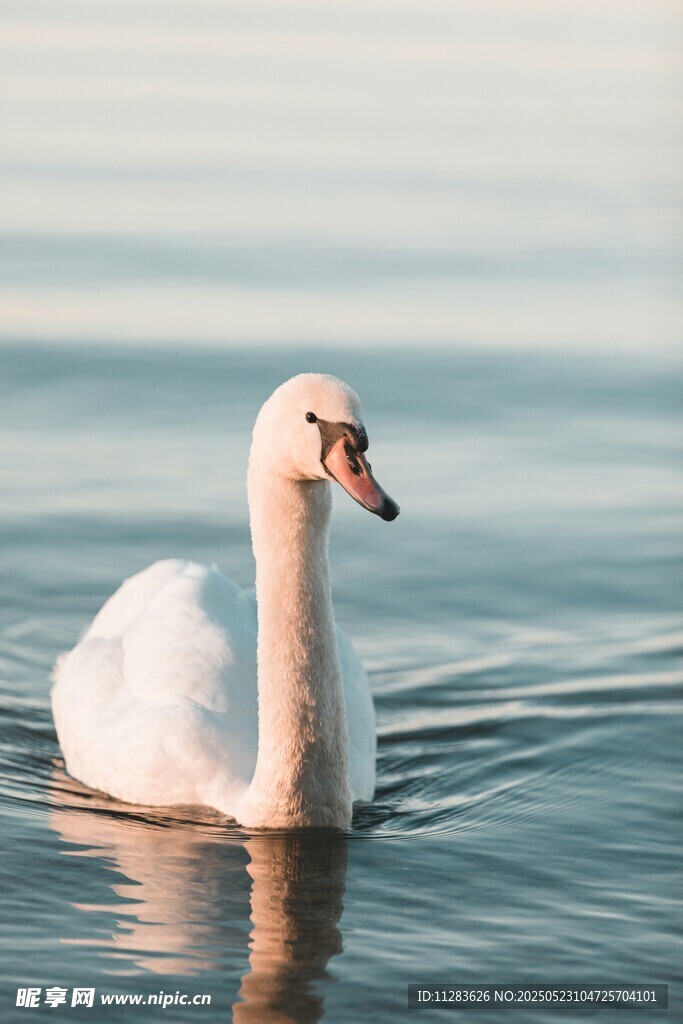 优雅天鹅水中悠然游弋