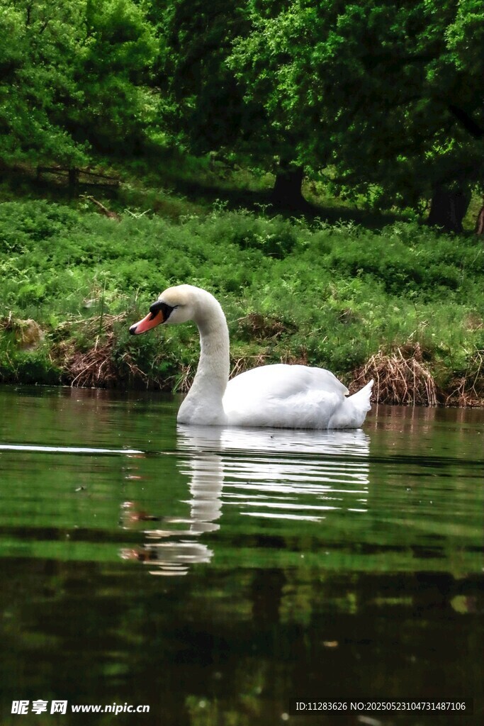 湖中游弋的优雅白天鹅