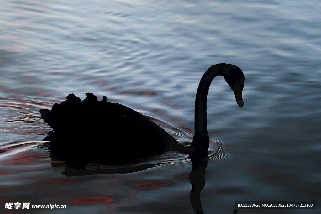 水中黑天鹅优雅身姿
