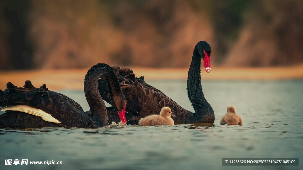 黑天鹅与幼崽水中悠游
