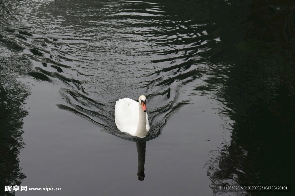 湖中游弋的优雅白天鹅