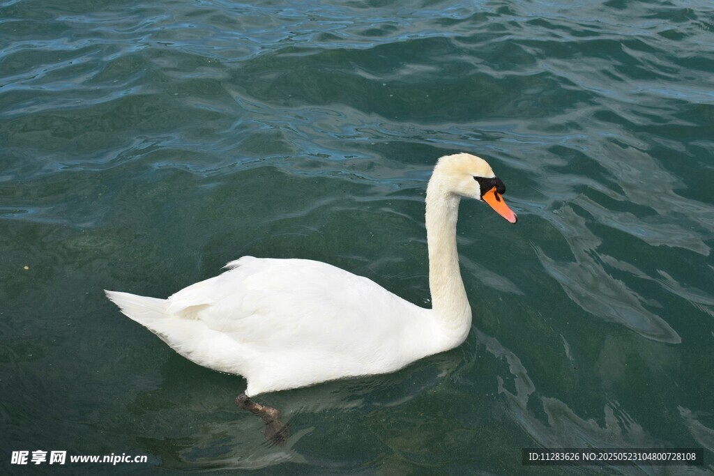 水中优雅的白天鹅