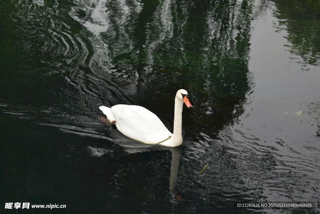 水中优雅天鹅