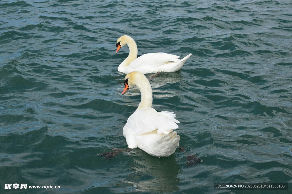 水面上的两只优雅白天鹅