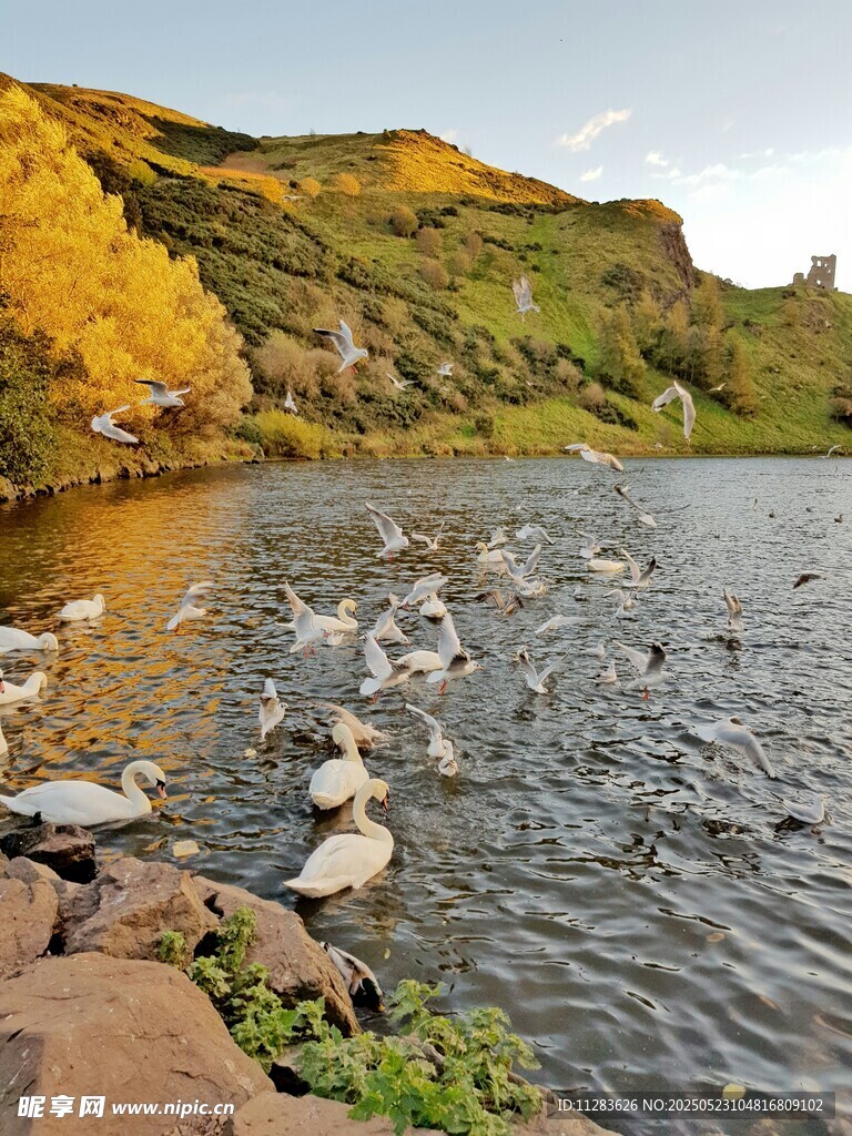 秋日湖畔天鹅嬉戏美景